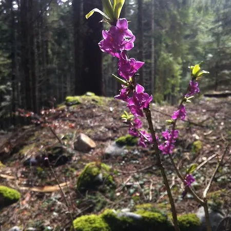 Stella Отель типа 